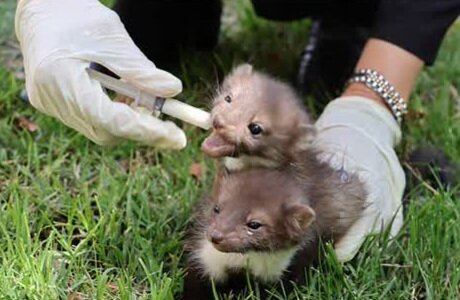 ۲ توله سمور سنگی تیمار و در طبیعت خوانسار رهاسازی شدند+ عکس