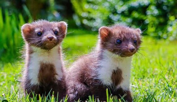 ۲ توله سمور سنگی تیمار و در طبیعت خوانسار رهاسازی شدند+ عکس