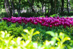 Beauty of colorful tulips in Shahrud