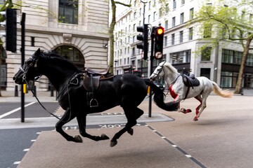 رد خون در خیابان کاخ باکینگهام/ اسب‌های سواره‌نظام لندن رم کردند+ فیلم و تصاویر