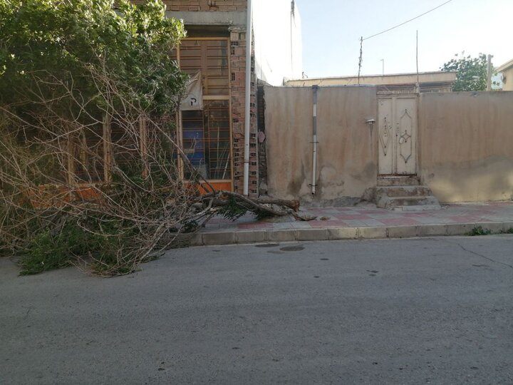 تصاویری از شکستن درختان در ایلام به دلیل وزش باد شدید 