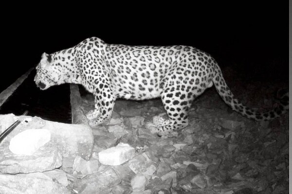 حفاظت از پلنگ ایرانی در مقابل خطر انقراض/ جامعه محلی حمایت شود