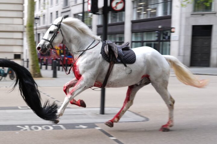 رد خون در خیابان کاخ باکینگهام/ اسب‌های سواره‌نظام لندن رم کردند
