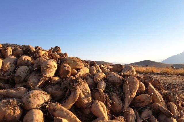 کاهش ۳۰ درصدی مصرف آب با کشت پاییزه چغندرقند