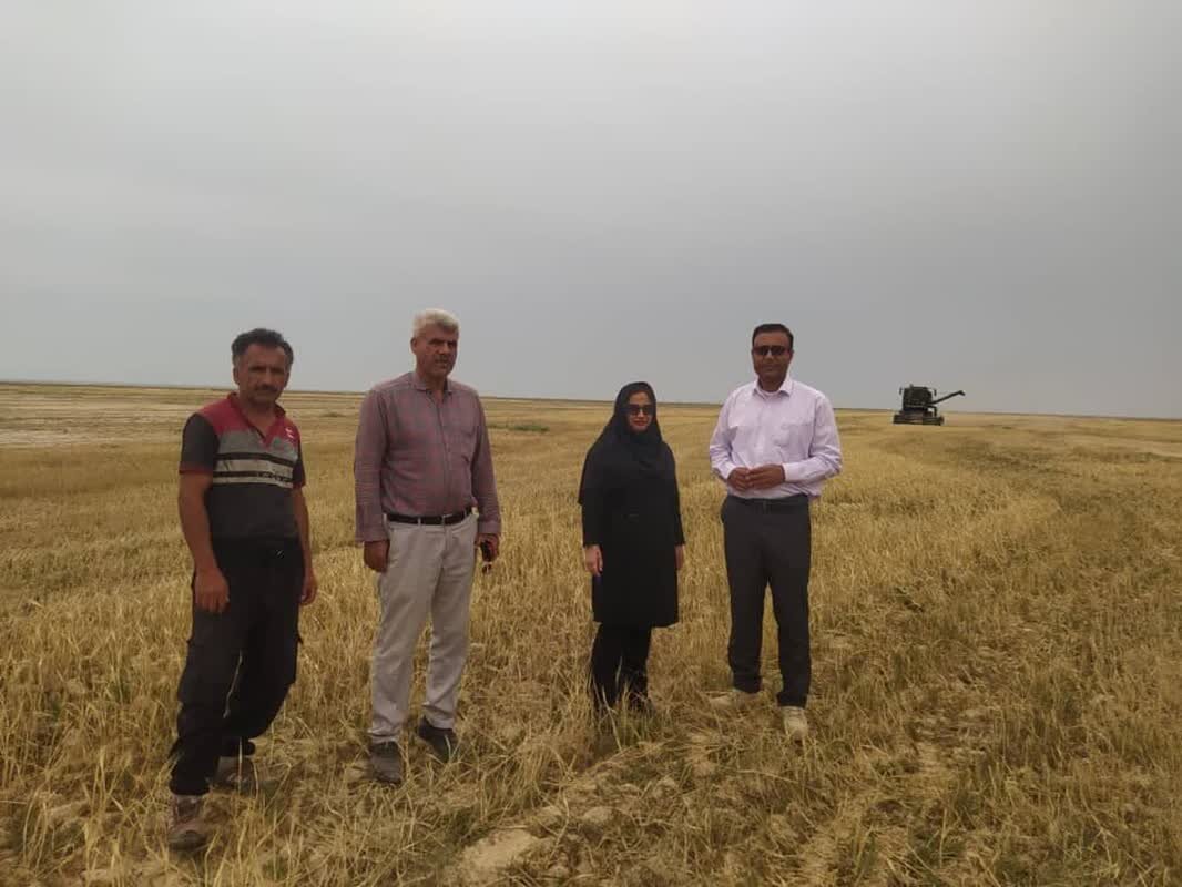 برداشت محصولات کشاورزی در نقاط مختلف استان بوشهر نظارت می‌شود