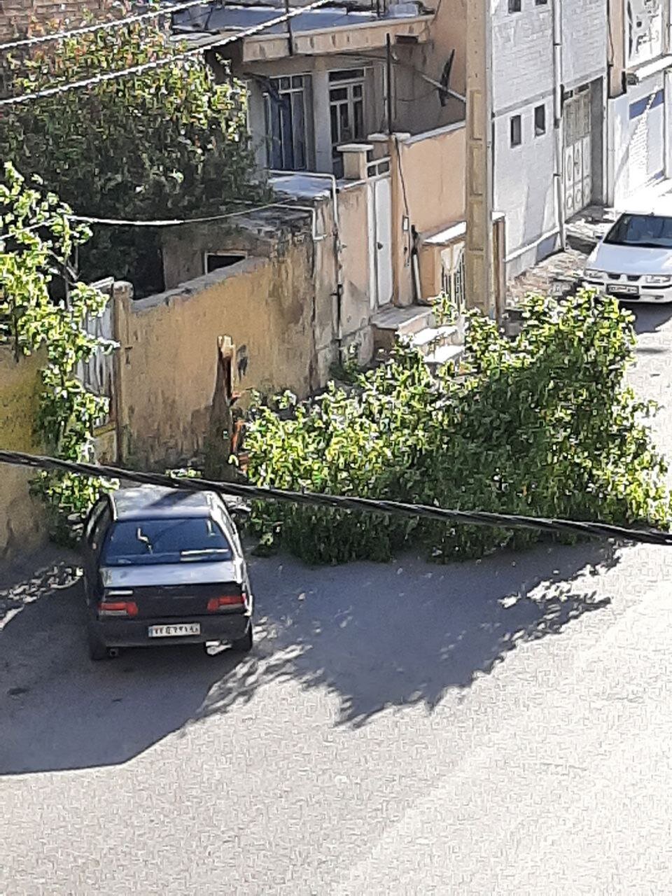 تصاویری از شکستن درختان در ایلام به دلیل وزش باد شدید 