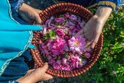 ادب فارسی و گل‌هایی که آن را آراسته‌اند؛ کدام گل در ادب فارسی «گل» است