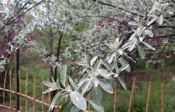 بارش رگباری باران در شهر ایلام