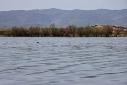 آخرین وضعیت دریاچه ارومیه بعداز بارش های اخیر