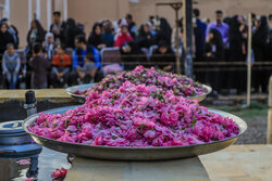 برگزاری جشنواره‌‎های گل محمدی و آیین گلابگیری در قزوین