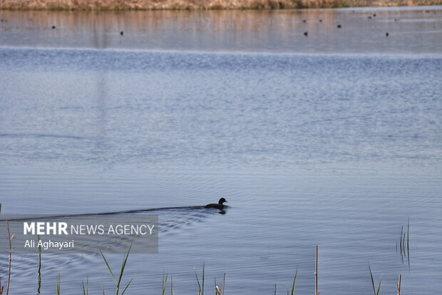 نبرد برای بقا؛ تلاشها برای احیای دریاچه ارومیه به کجا میرسد؟