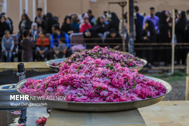 احیای سنت گلابگیری حرم رضوی در باغ دولت‌آباد یزد