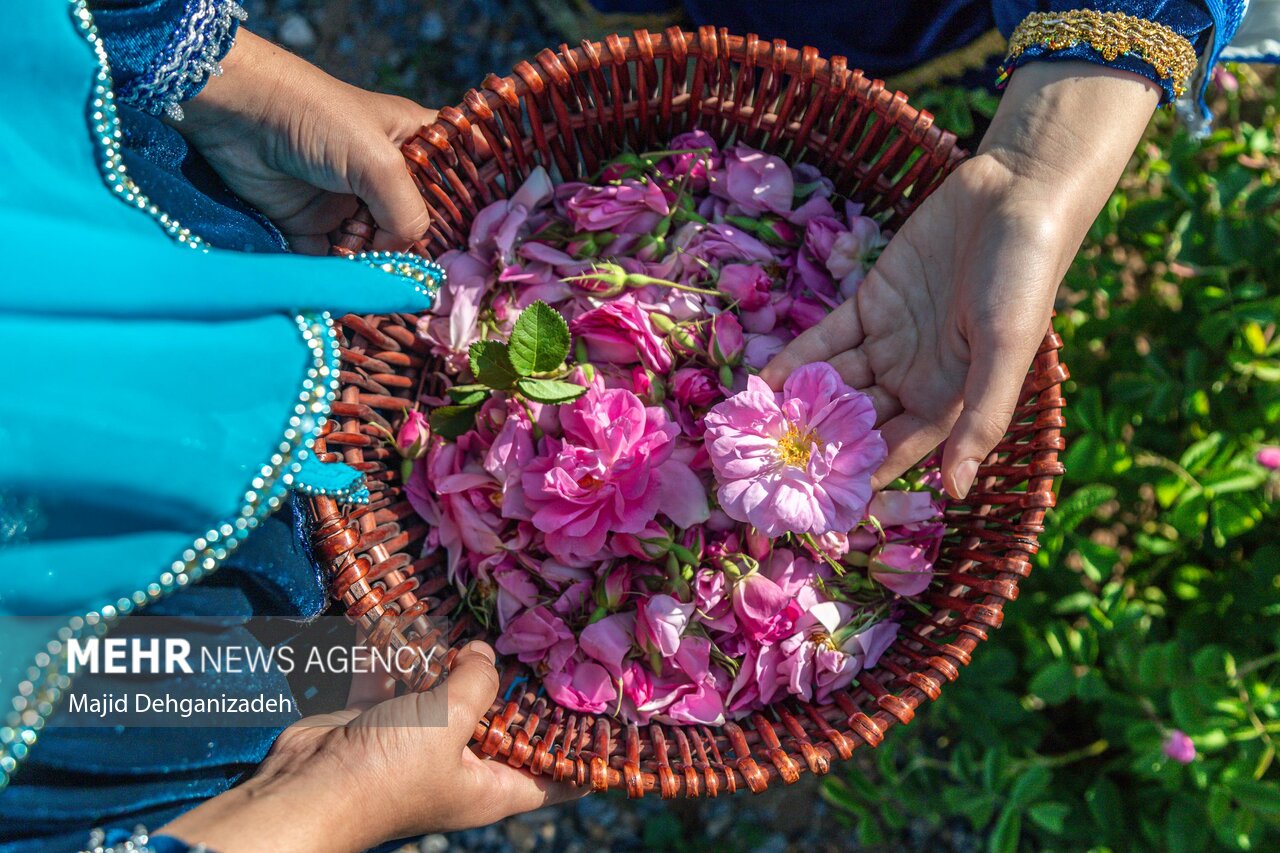 «گیلده» روستای گل و گلاب در گیلان؛ ظرفیتی که باید حمایت شود