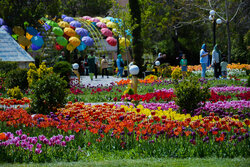 جشنواره گل لاله اراک