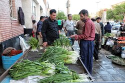تنوع گیاهان خوراکی رونق بخش سفره کردستانی‌ها