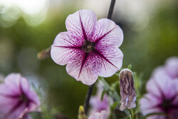 Flowers, plants exhibition in Iran’s Isfahan