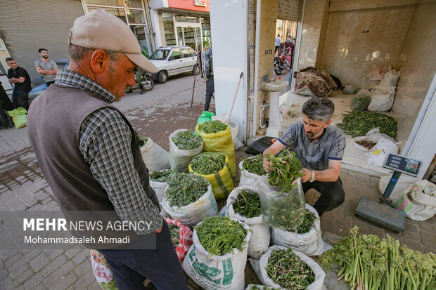 بازار فروش گیاهان محلی زنجان در فصل بهار