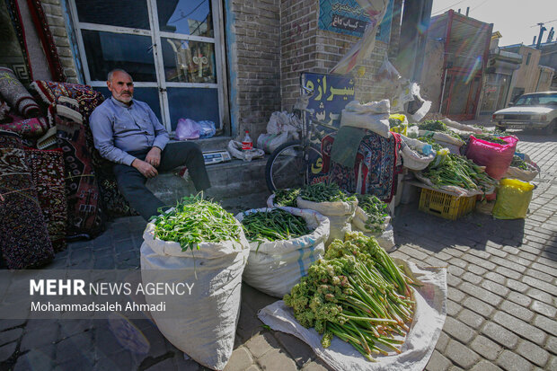 بازار فروش گیاهان محلی زنجان در فصل بهار