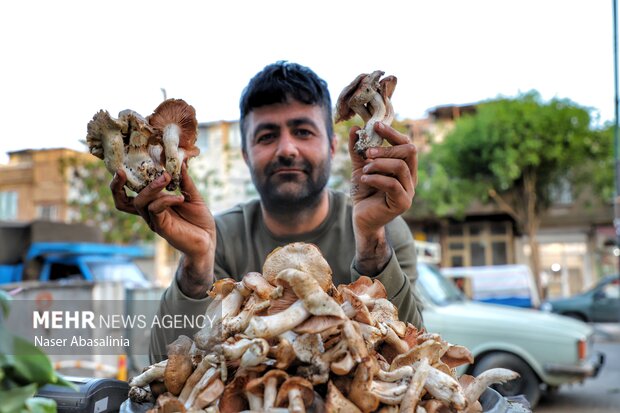 تنوع گیاهان خوراکی رونق بخش سفره کردستانی‌ها