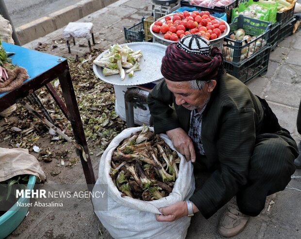 تنوع گیاهان خوراکی رونق بخش سفره کردستانی‌ها