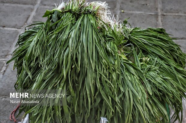 تنوع گیاهان خوراکی رونق بخش سفره کردستانی‌ها