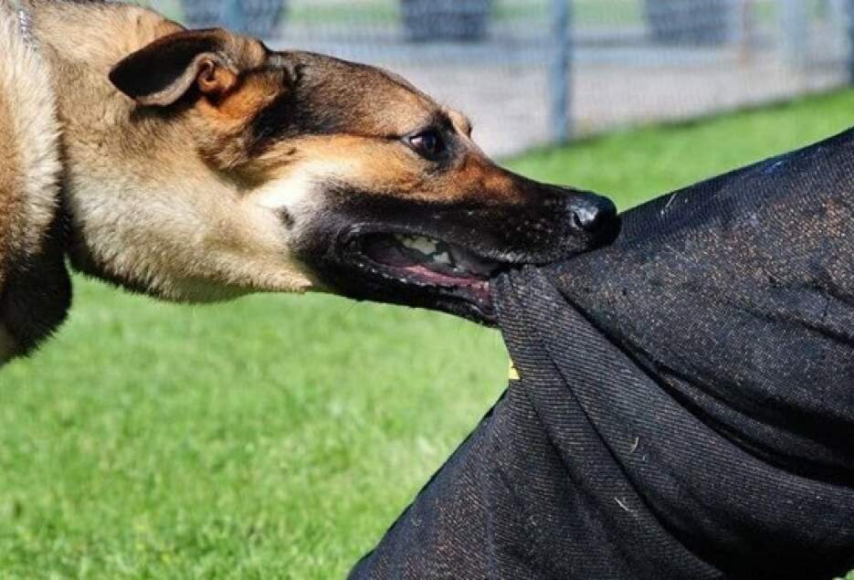 سگهای ولگرد پدیده ناخوشایند شهری/خراسان شمالی درصدر حیوان گزیدگی