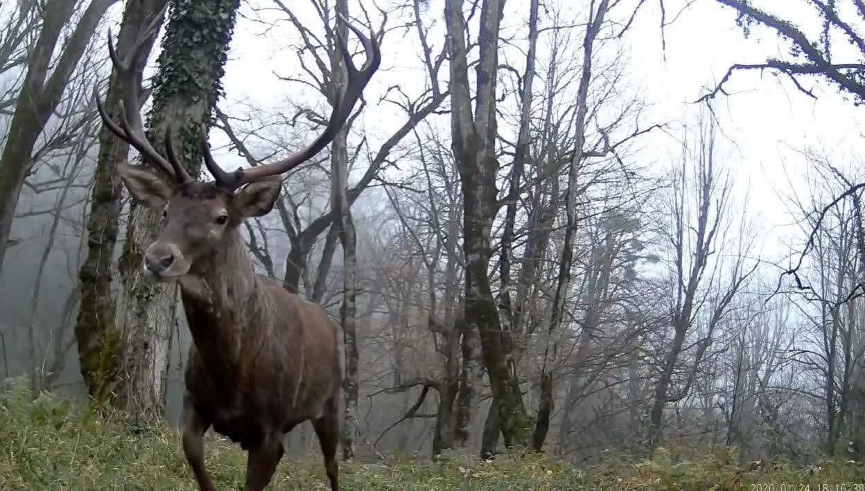 جهش: سرشماری مرال در جنگلهای لنگرود پایان یافت جهش: سرشماری مرال در جنگلهای لنگرود پایان یافت