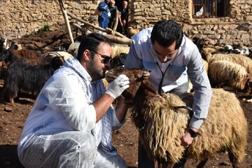 رزمایش جهاد دامپزشکی در ۱۹ روستای چهاردانگه ساری برگزار می شود