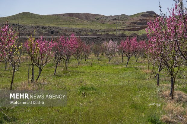 شکوفه های بهاری شهرستان کوثر