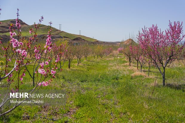 شکوفه های بهاری شهرستان کوثر