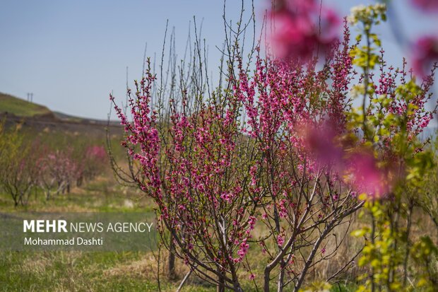 شکوفه های بهاری شهرستان کوثر