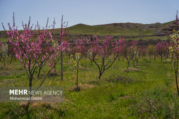 شکوفه های بهاری شهرستان کوثر