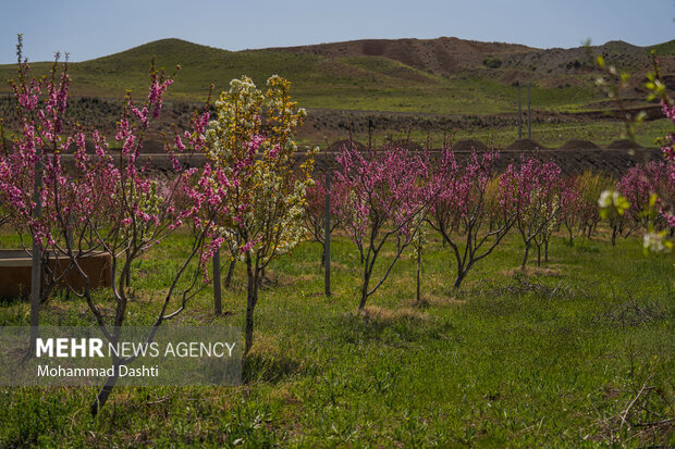 شکوفه های بهاری شهرستان کوثر