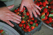 Harvesting strawberries in Golestan