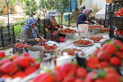 توت فرنگی مازندران چشم انتظار صنایع تبدیلی/ کام شیرین واسطه ها