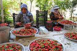 برداشت توت فرنگی و چالش های آن