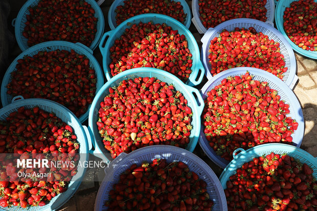 برداشت توت فرنگی از مزارع شفیع آبادِ فندرسکِ رامیان