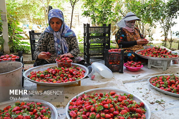 برداشت توت فرنگی از مزارع شفیع آبادِ فندرسکِ رامیان