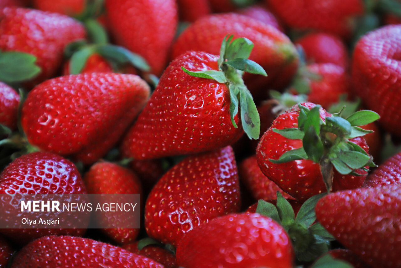 توت فرنگی مازندران چشم انتظار صنایع تبدیلی/ کام شیرین واسطه ها