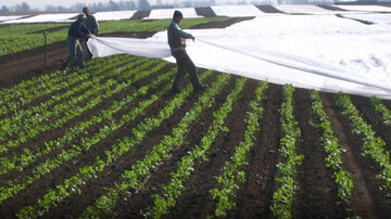 هشدار تخریب محصولات کشاورزی به ۱۶ استان؛ آغاز افزایش دما از فردا