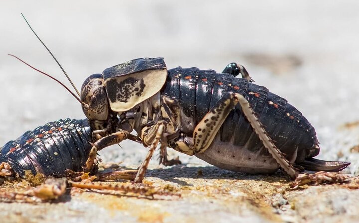 وجود آفت ملخ بادمجانی در مهدیشهر؛ ۲۱۰۰ هکتار مراتع سم پاشی شد