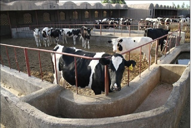 غفلت از ظرفیت های خالی تولید تا گرانی گوشت قرمز در خراسان شمالی