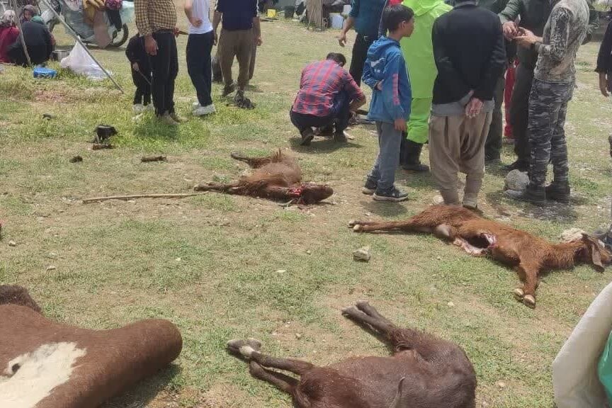 رعد و برق ۵۰ راس گوسفند عشایر حومه شیراز را تلف کرد