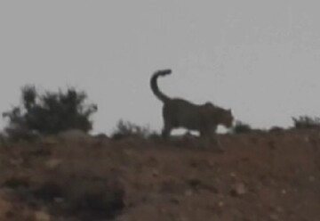 مشاهده و ثبت پلنگ در منطقه حفاظت‌شده سبزکوه در چهارمحال‌وبختیاری