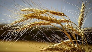 ۶۴ نفر در استان سمنان بر فرآیند خرید و پرداخت بهای گندم نظارت دارند