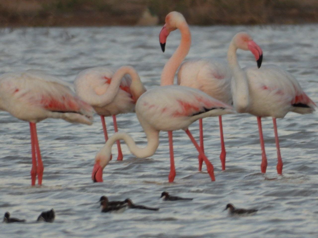 آبگیرهای جاجرم میزبان هزاران پرنده مهاجر است