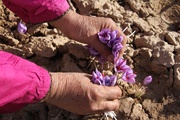 FAO, Iran sign new project to enhance saffron authenticity