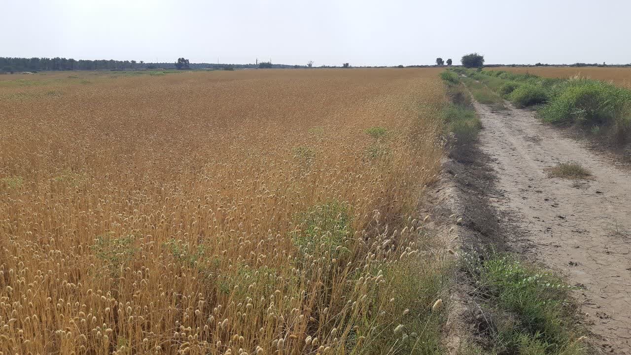 گیاه تخم کتان در اراضی استان بوشهر آماده برداشت است