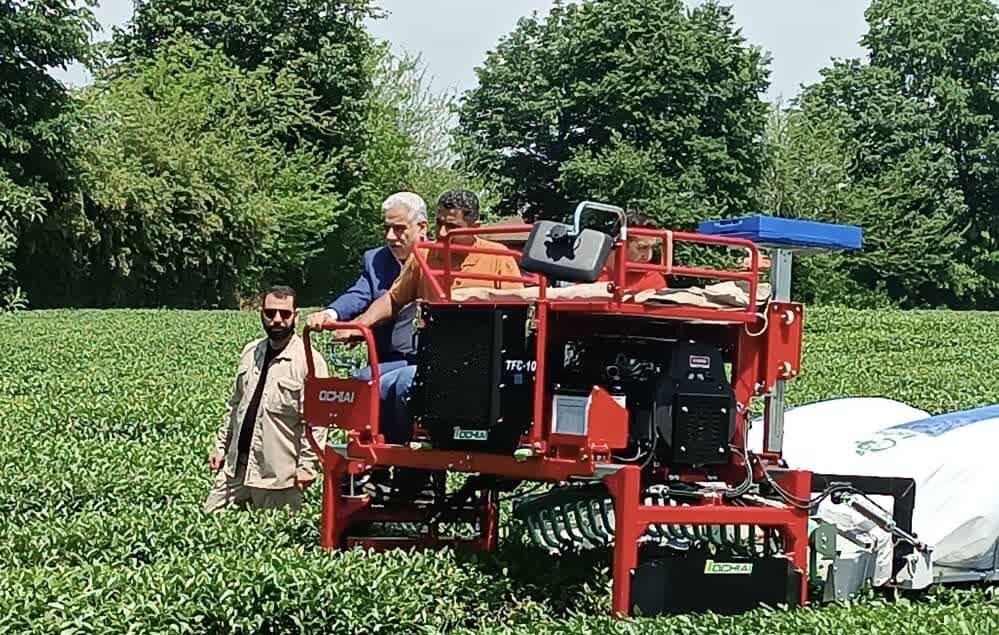 نگاه به چای گیلان باید صادرات محور باشد