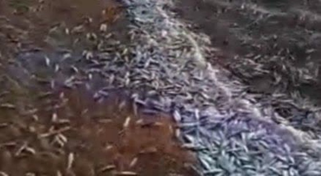 تلف شدن تعداد زیادی ماهی در ساحل گناوه